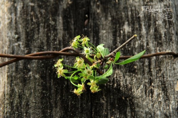 Фотовиставка Тетяни Должко